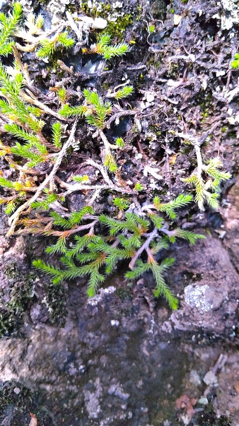 Selaginella shakotanensis photo 7