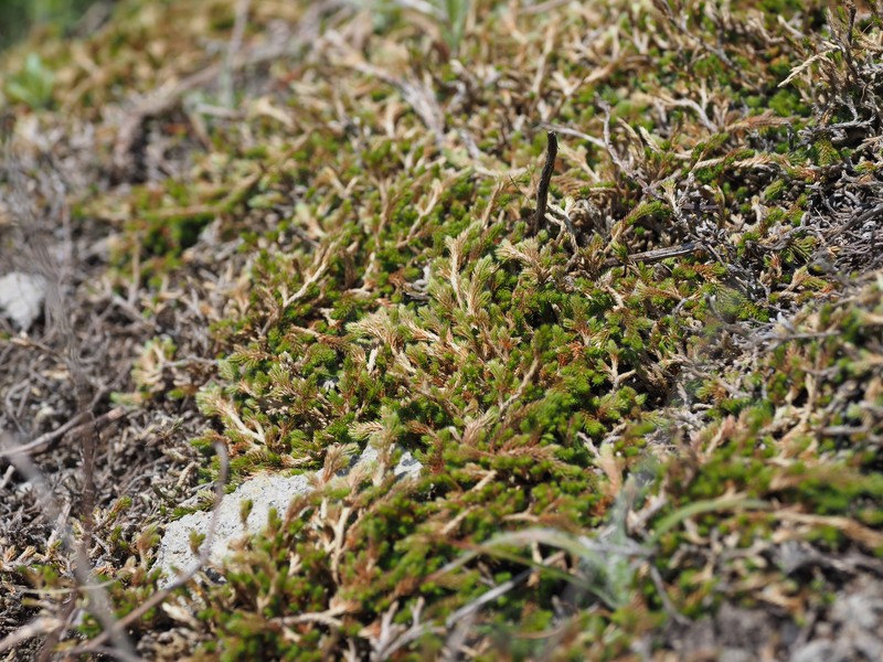 Selaginella shakotanensis photo 8