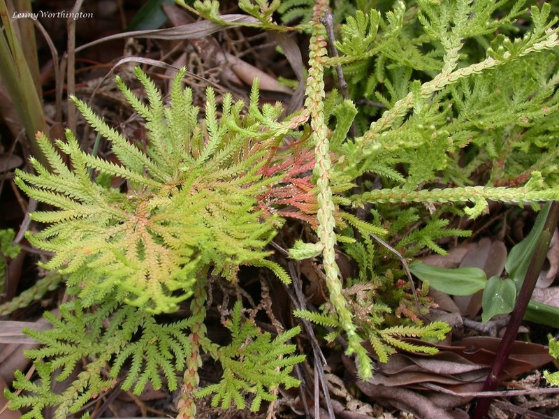 Selaginella siamensis
