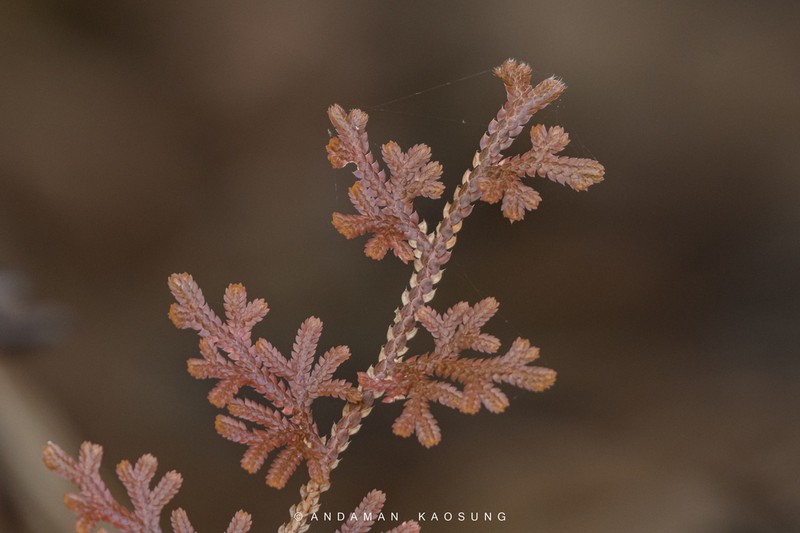 Selaginella siamensis photo 2