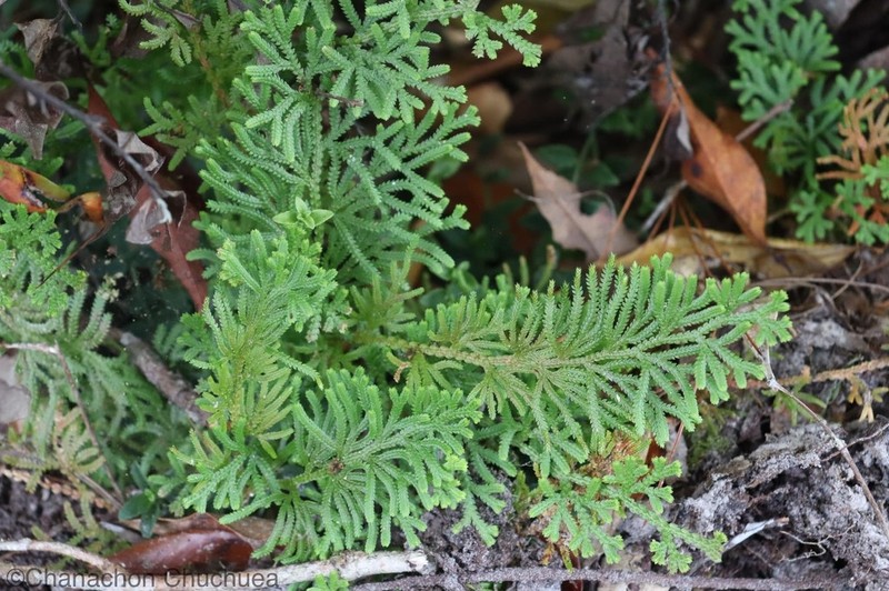 Selaginella siamensis photo 3