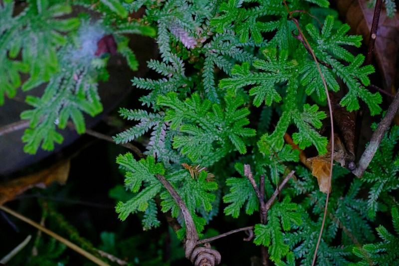 Selaginella siamensis photo 4