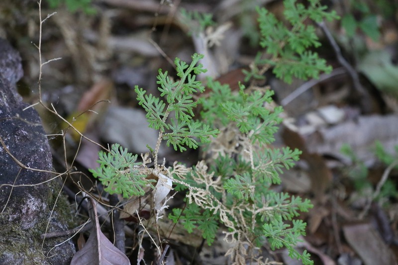 Selaginella siamensis photo 5