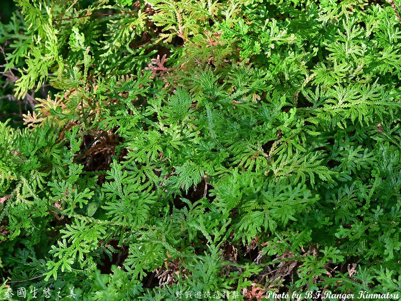 Selaginella siamensis photo 6