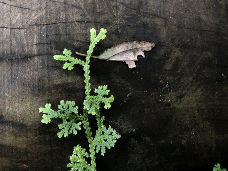 Selaginella siamensis photo 7