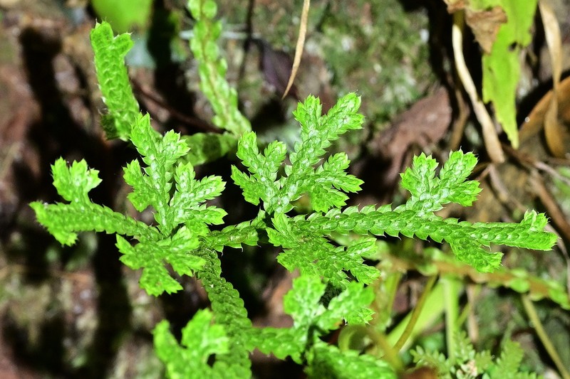 Selaginella siamensis photo 8
