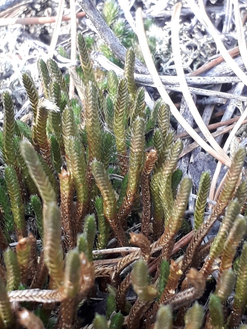 Siberian Spikemoss