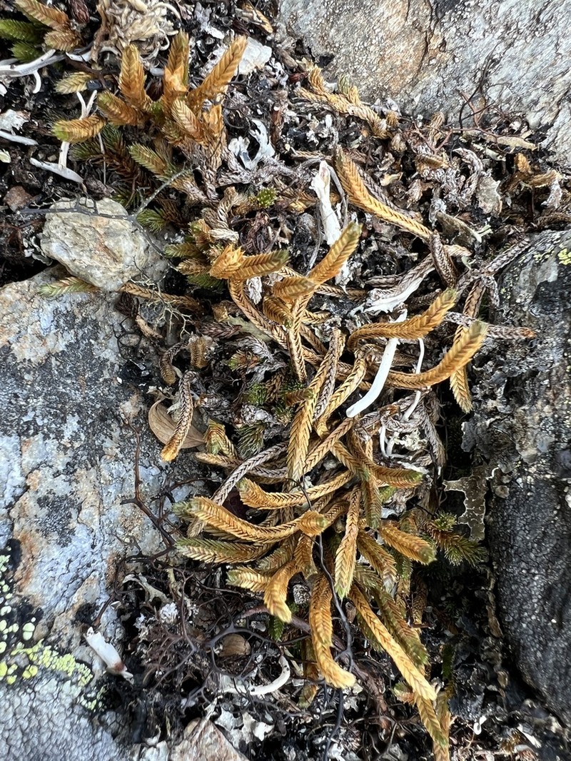 Siberian Spikemoss photo 2