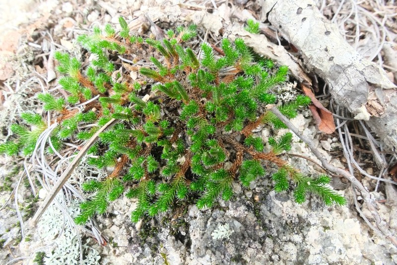 Siberian Spikemoss photo 3