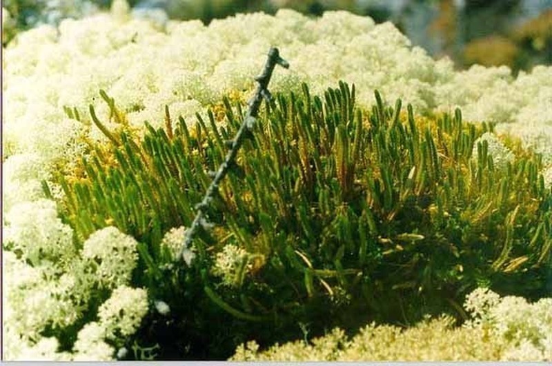 Siberian Spikemoss photo 4