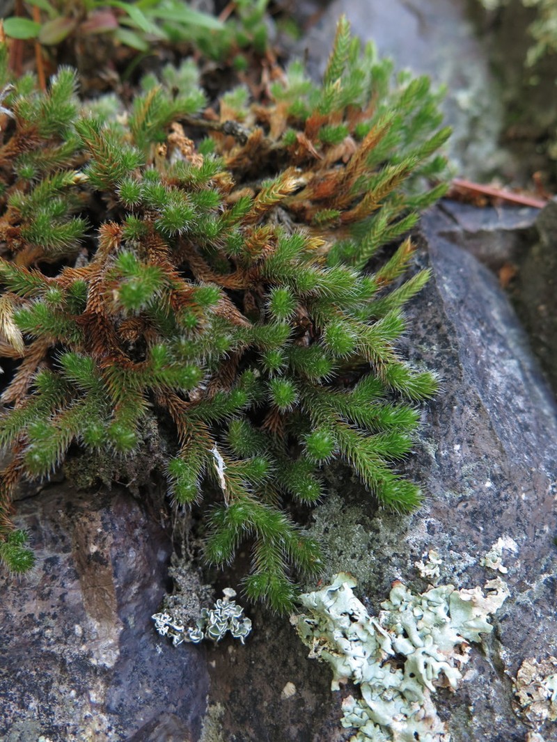 Siberian Spikemoss photo 5