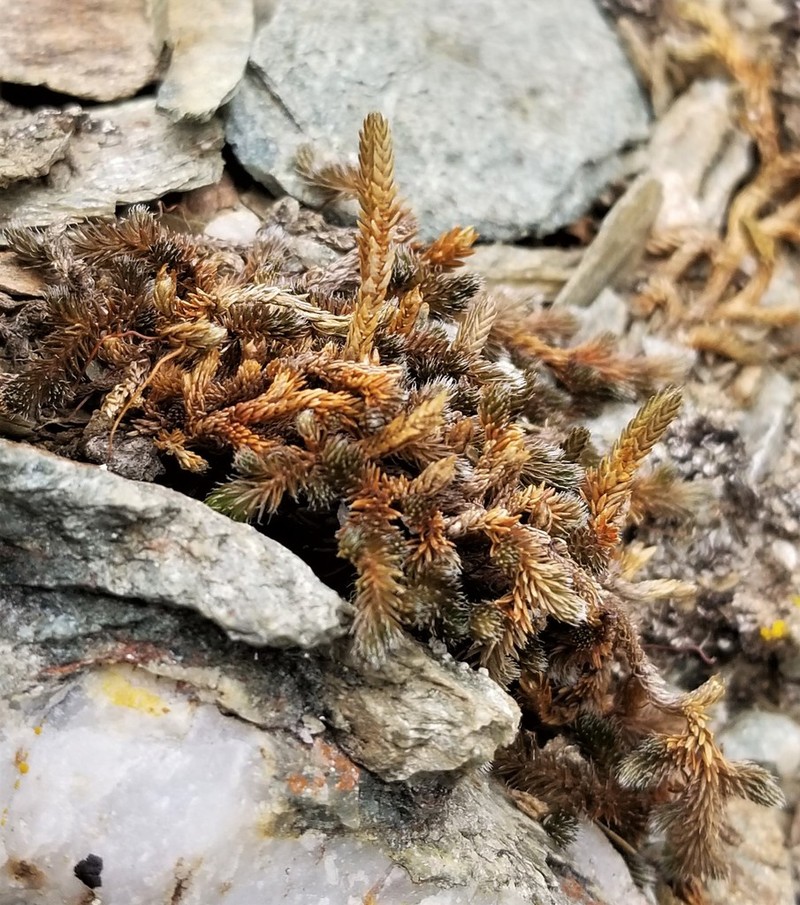 Siberian Spikemoss photo 6