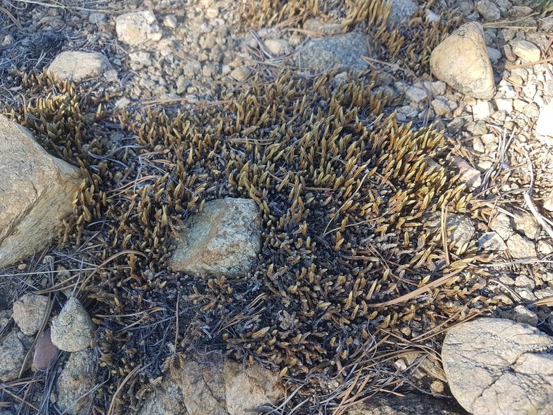 Siberian Spikemoss photo 7
