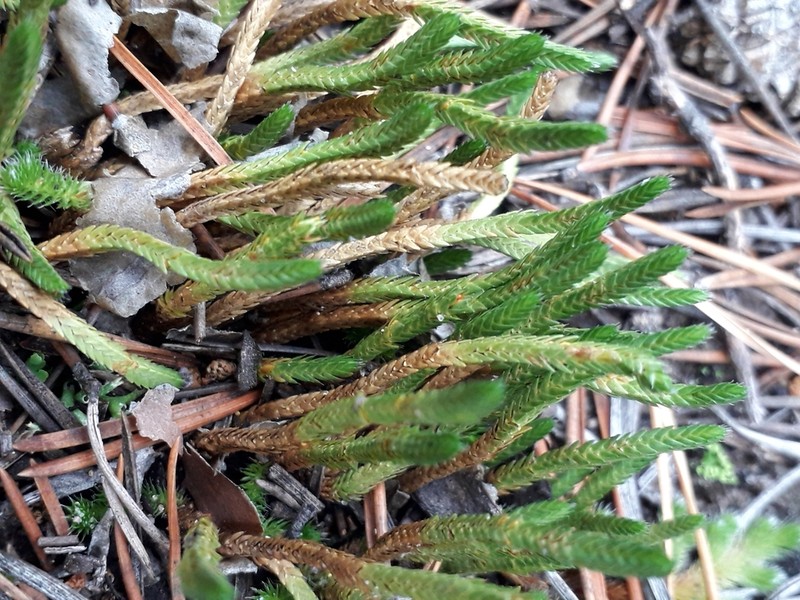 Siberian Spikemoss photo 8