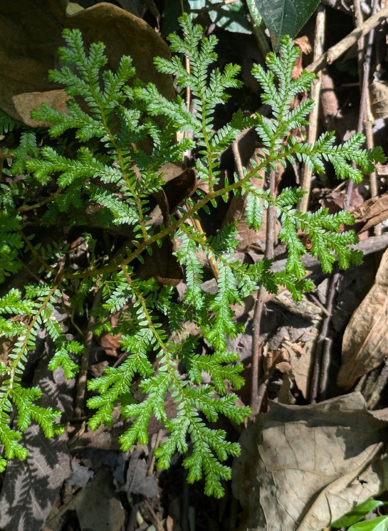 Selaginella silvestris