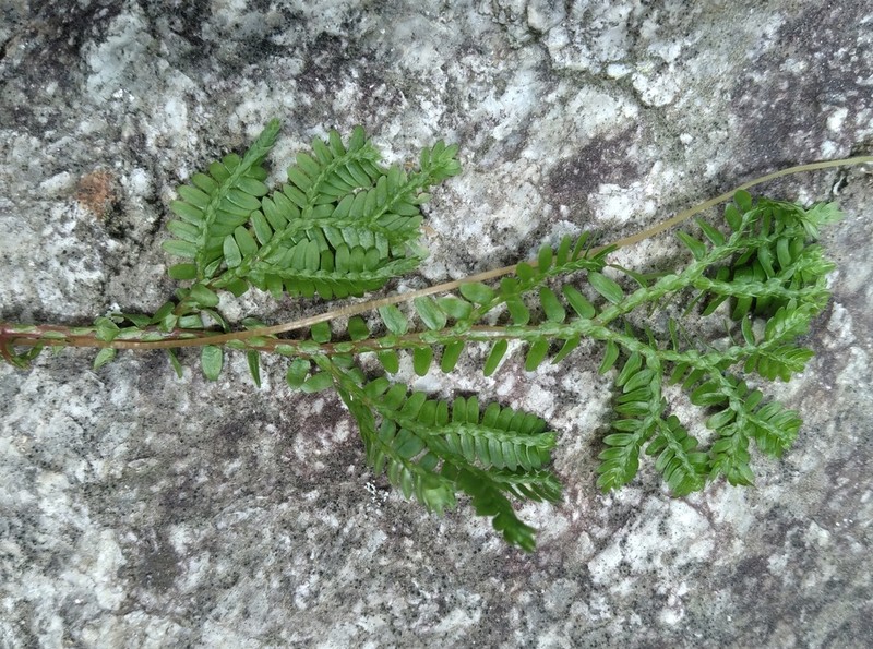 Selaginella silvestris photo 2