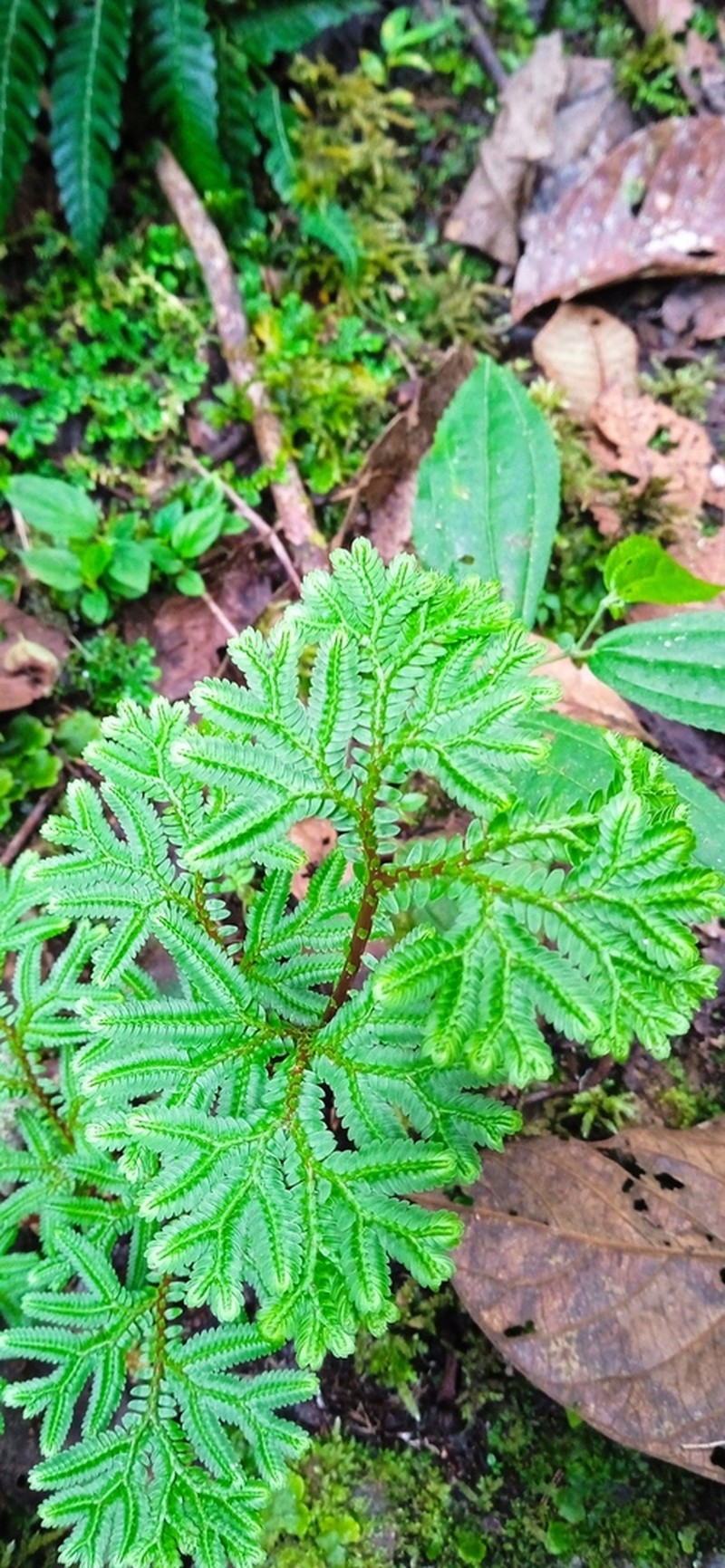 Selaginella silvestris photo 3