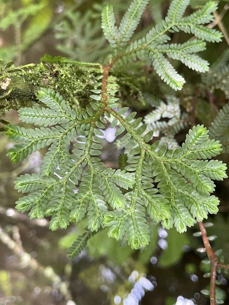 Selaginella silvestris photo 4