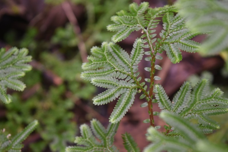 Selaginella silvestris photo 5