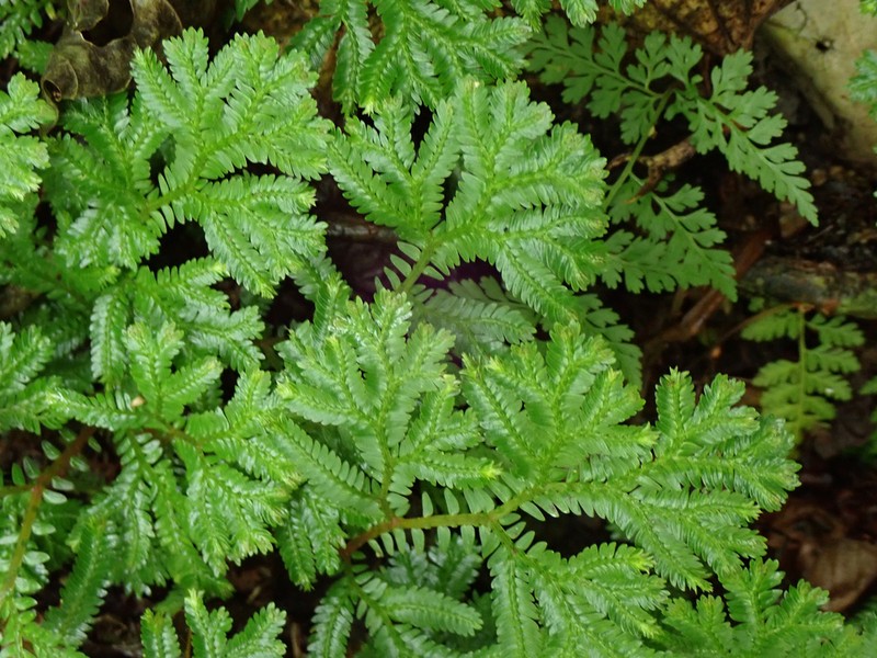 Selaginella silvestris photo 6