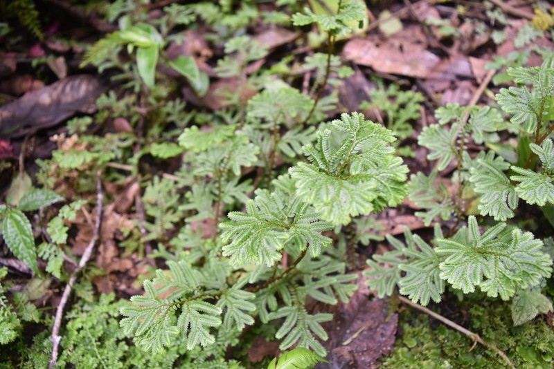 Selaginella silvestris photo 7