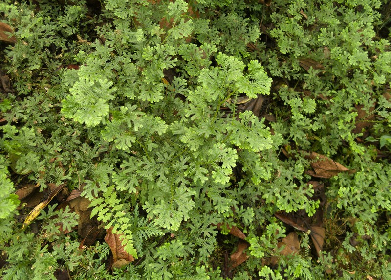Selaginella silvestris photo 8