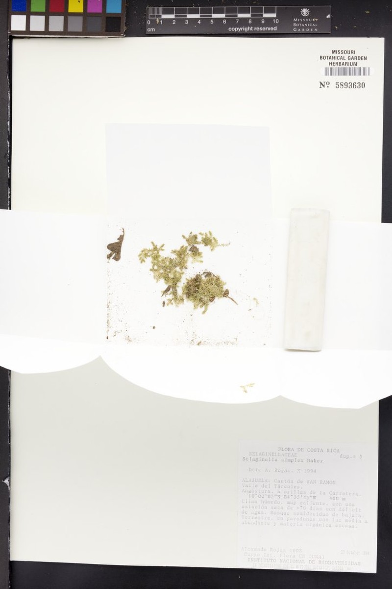 Selaginella simplex photo 2