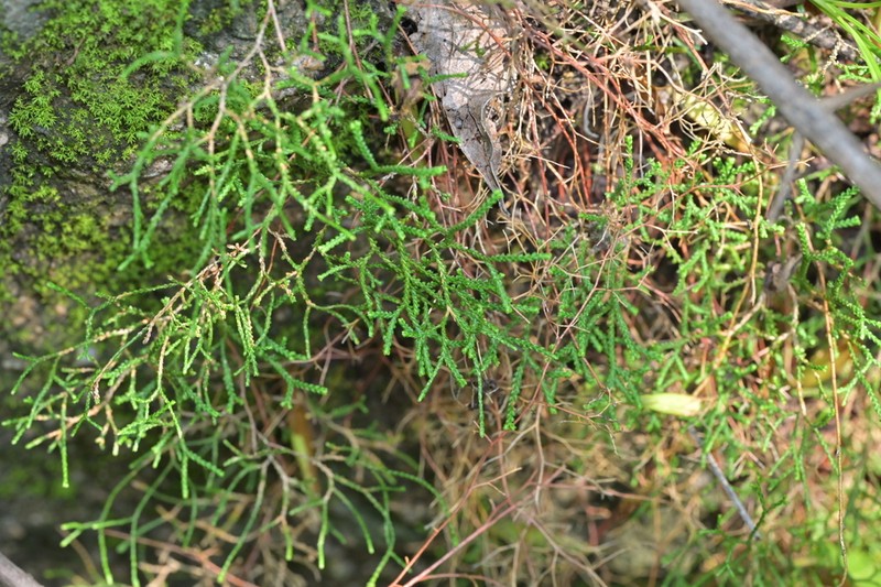 Selaginella sinensis
