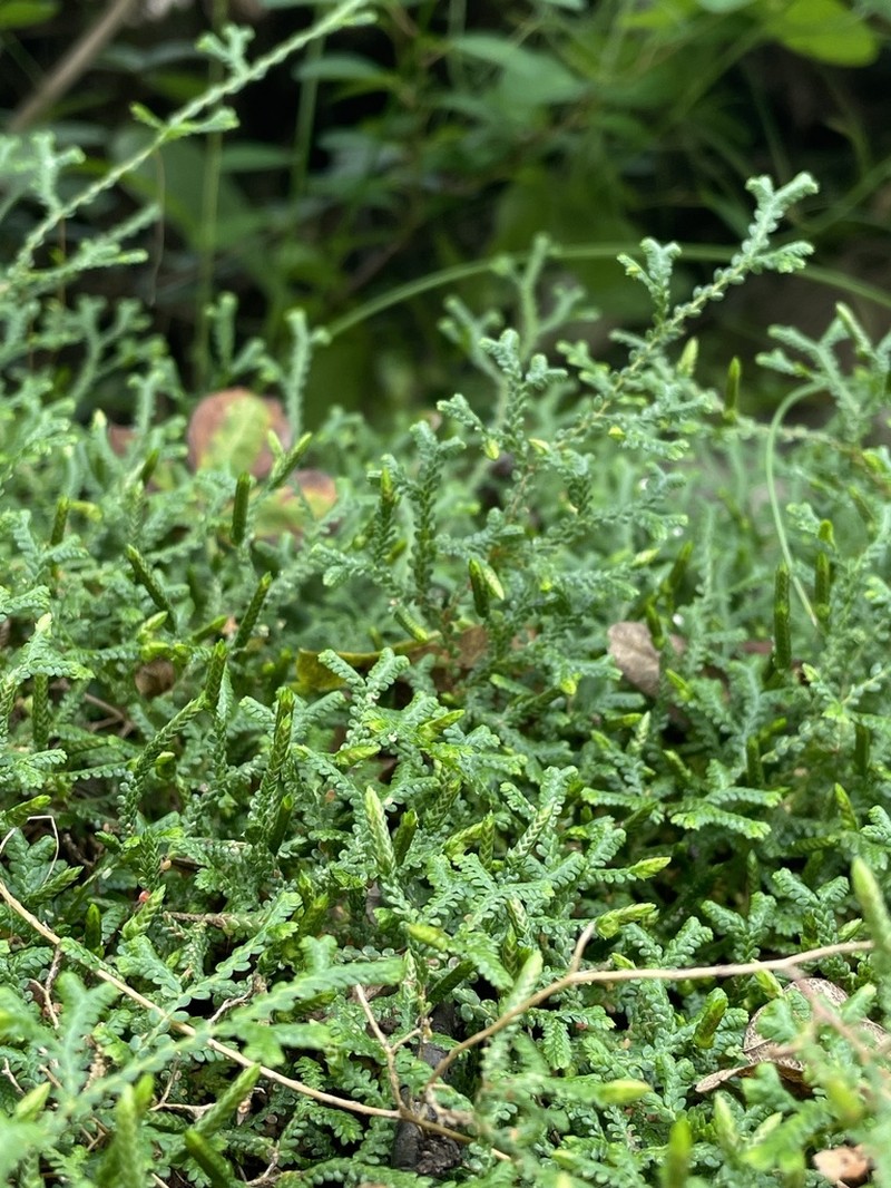 Selaginella sinensis photo 2
