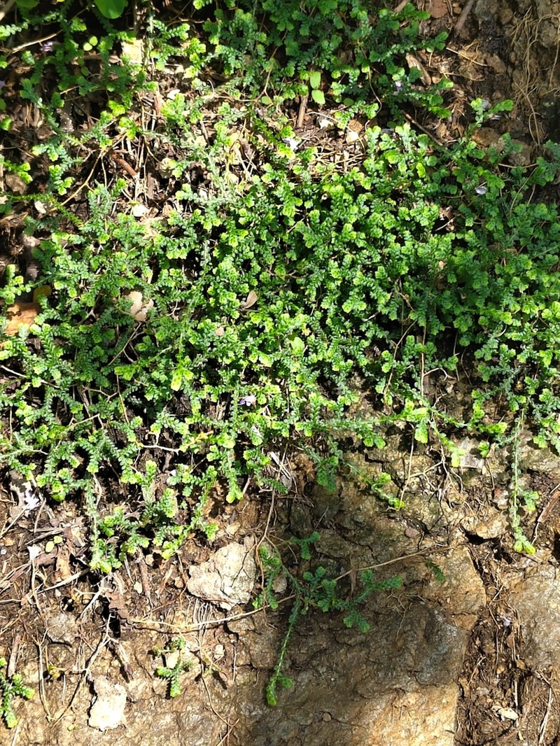 Selaginella sinensis photo 3