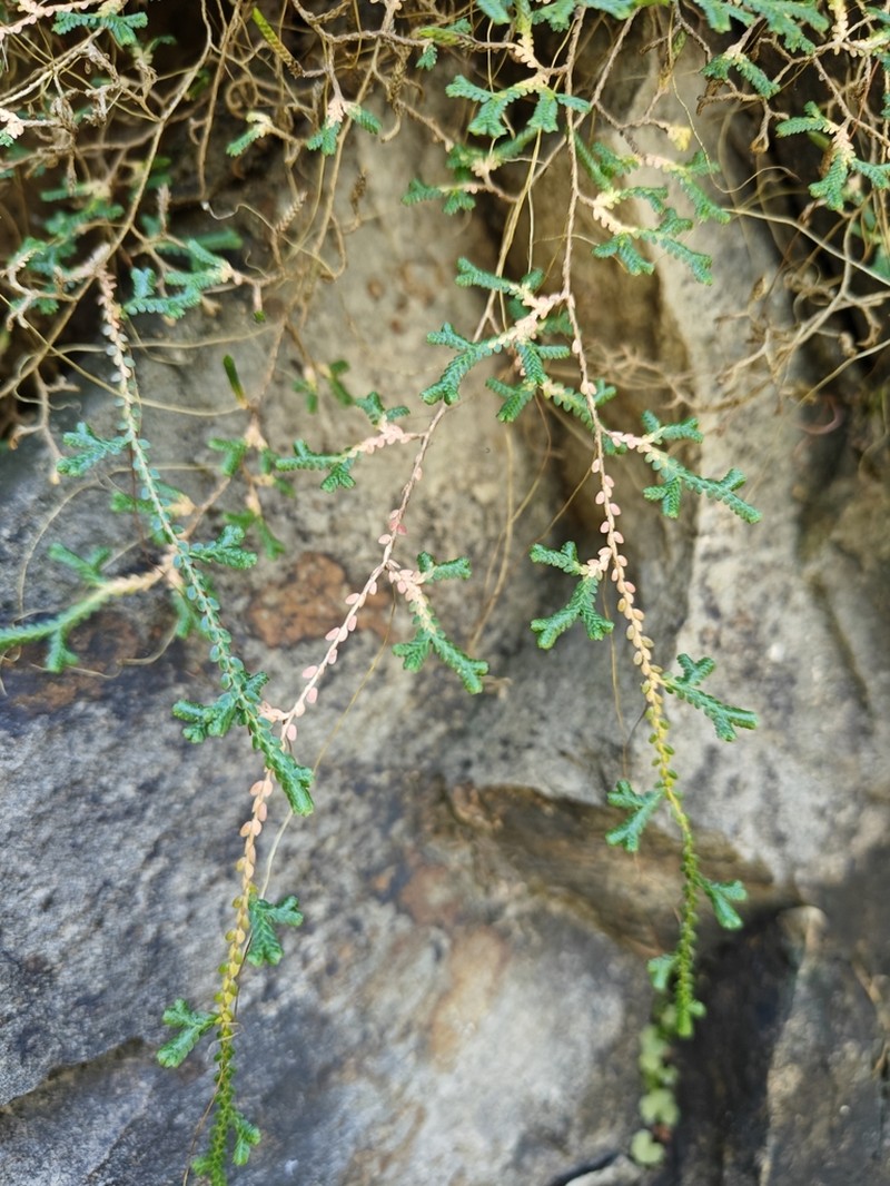 Selaginella sinensis photo 4