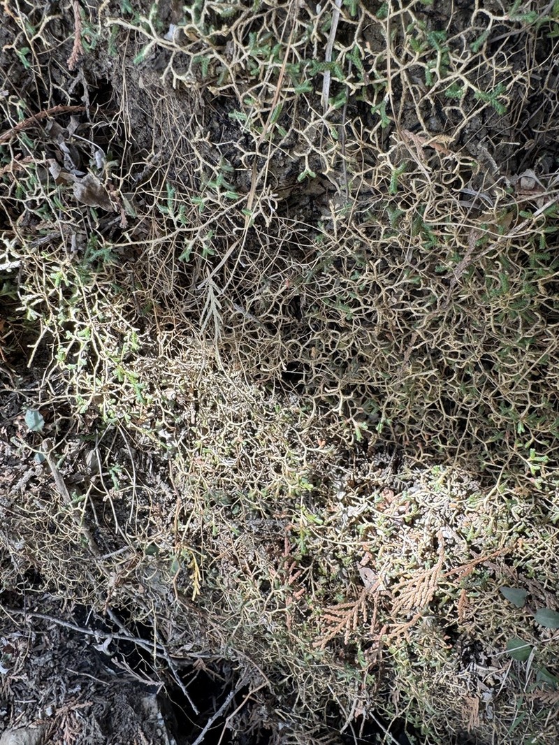 Selaginella sinensis photo 5