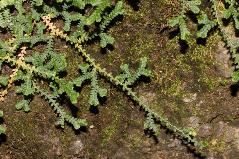 Selaginella sinensis photo 6