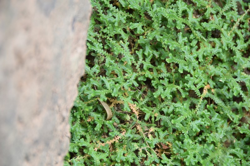 Selaginella sinensis photo 7