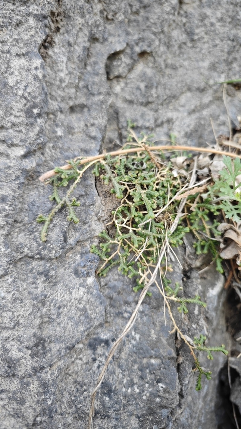 Selaginella sinensis photo 8