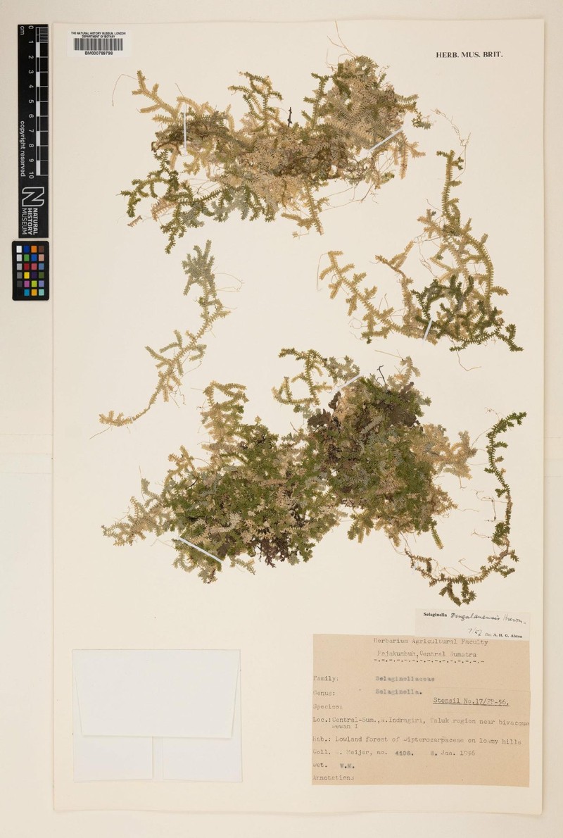 Selaginella singalanensis