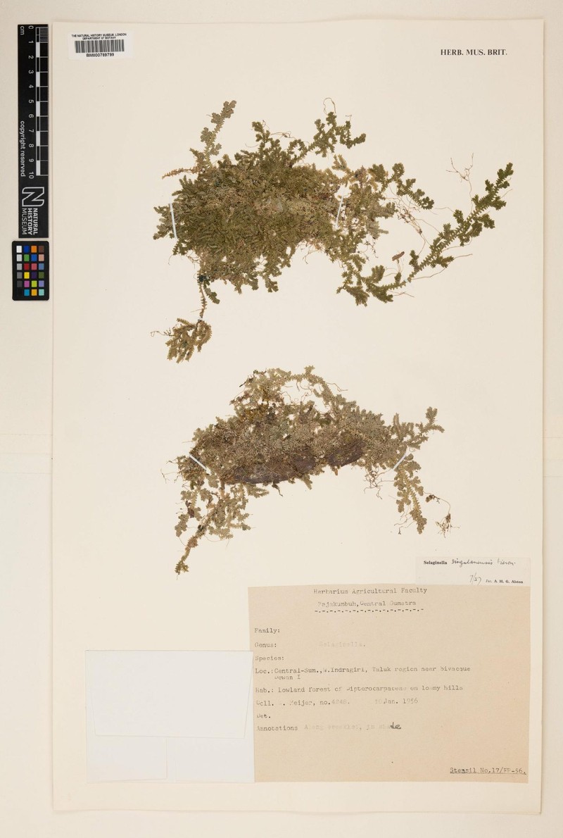 Selaginella singalanensis photo 2