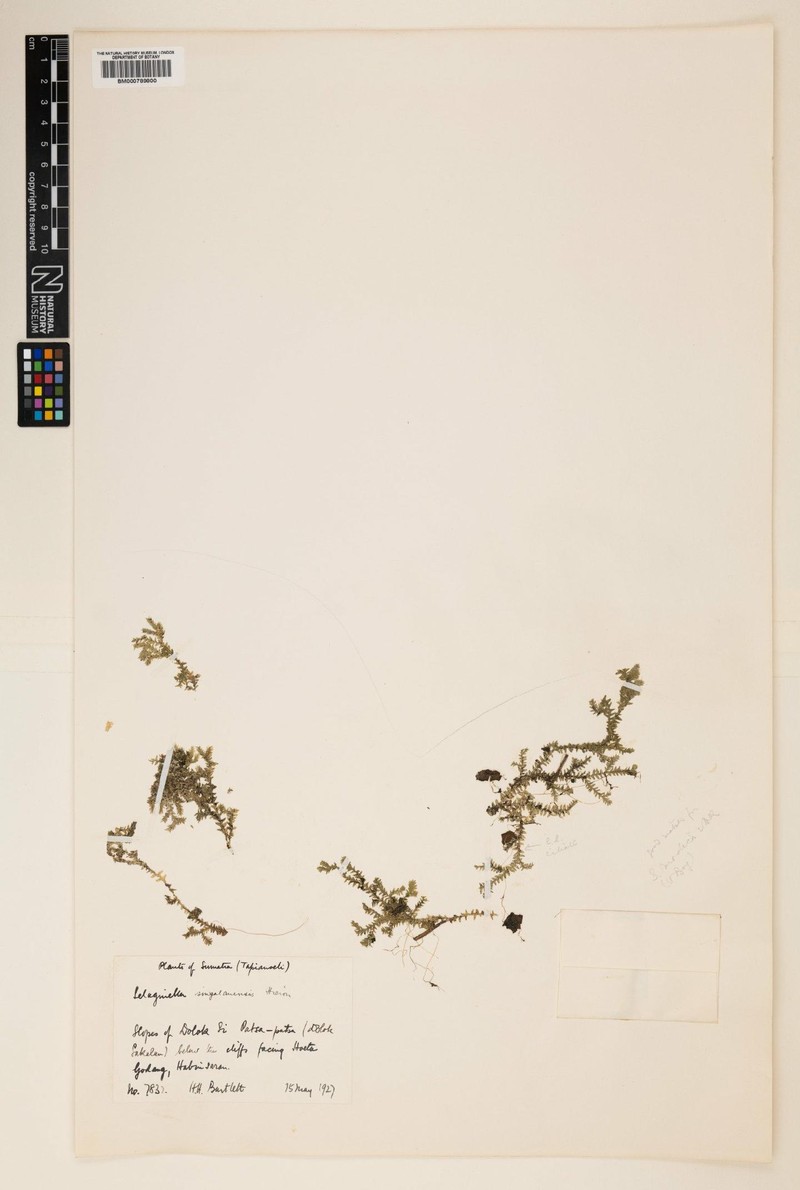 Selaginella singalanensis photo 3