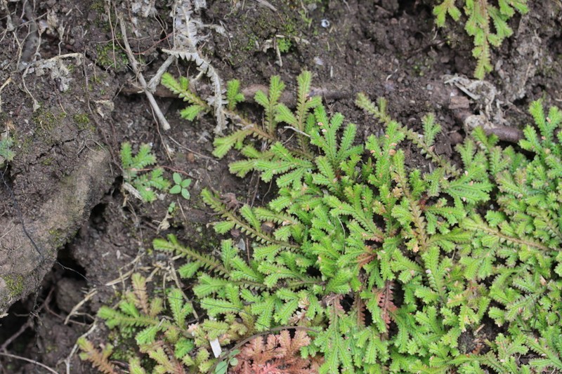 Selaginella sinuosa