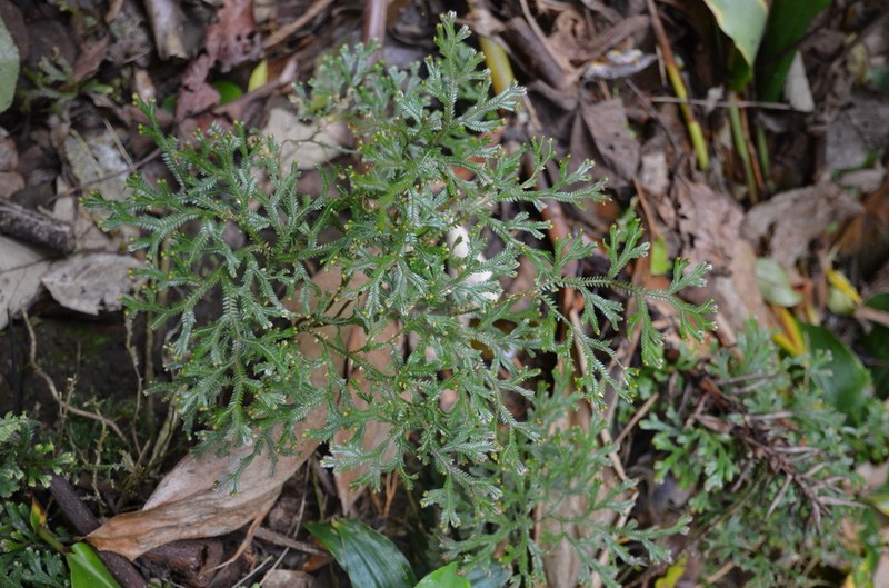 Selaginella sinuosa photo 2