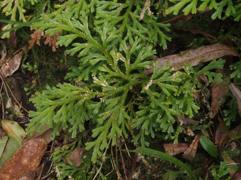 Selaginella sinuosa photo 3