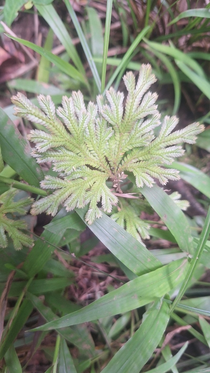 Selaginella sinuosa photo 4