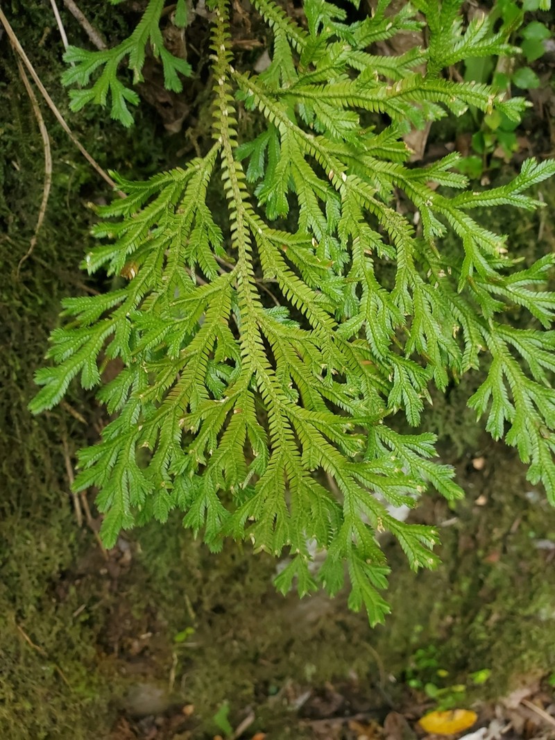 Selaginella sinuosa photo 5