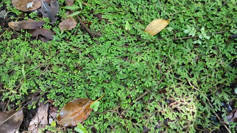 Selaginella sinuosa photo 6