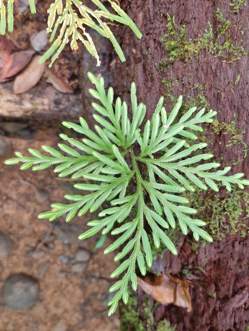 Selaginella sinuosa photo 7