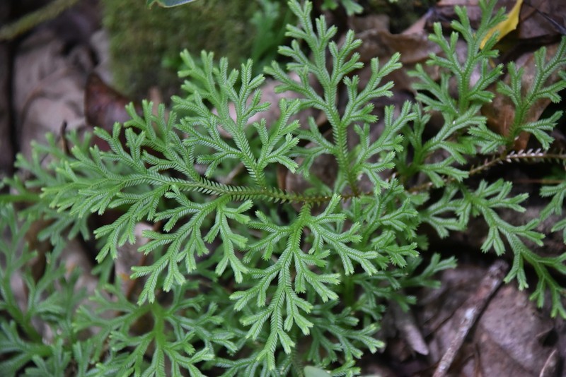Selaginella sinuosa photo 8