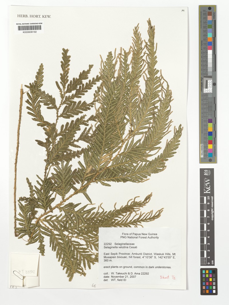 Selaginella smithiorum