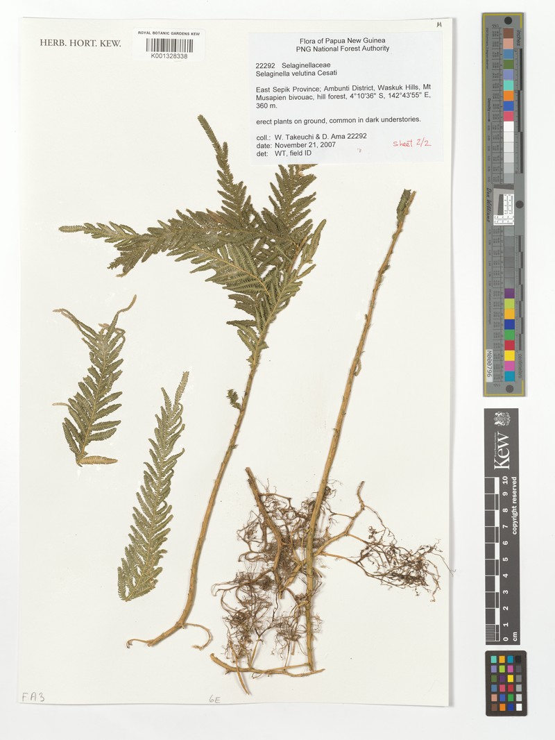 Selaginella smithiorum photo 2