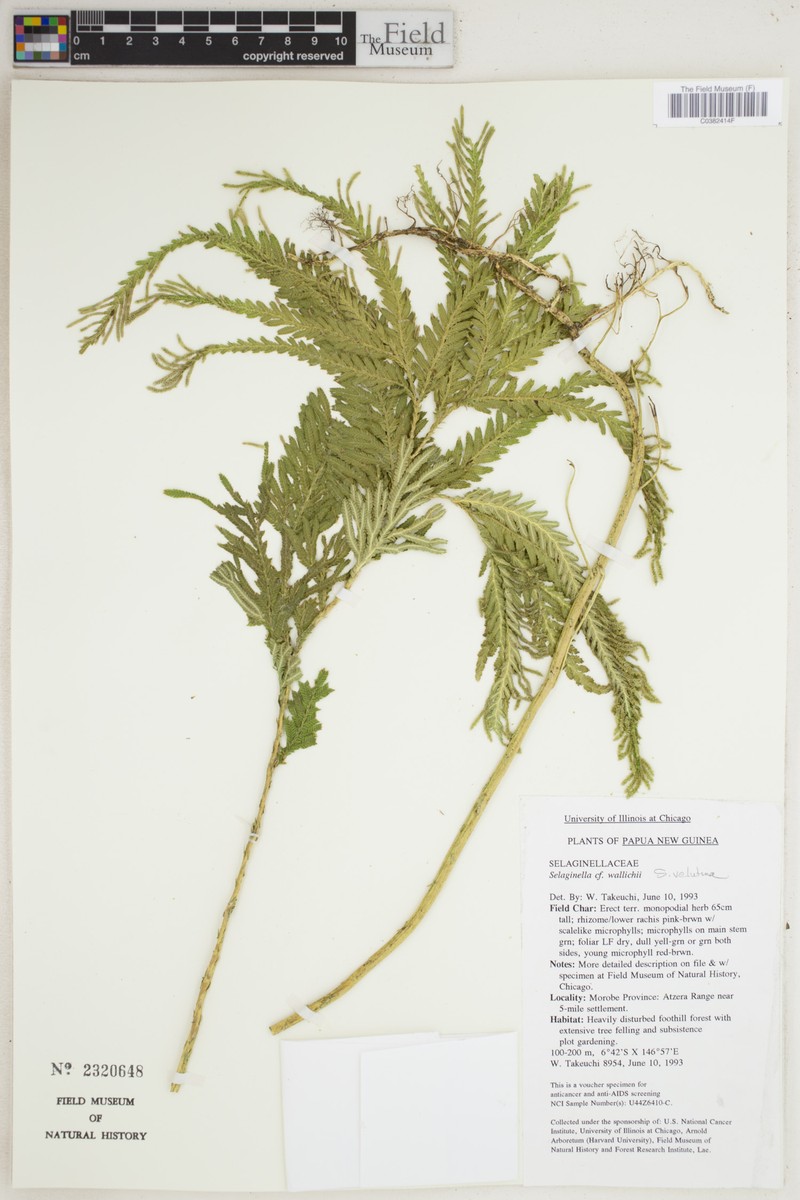 Selaginella smithiorum photo 3