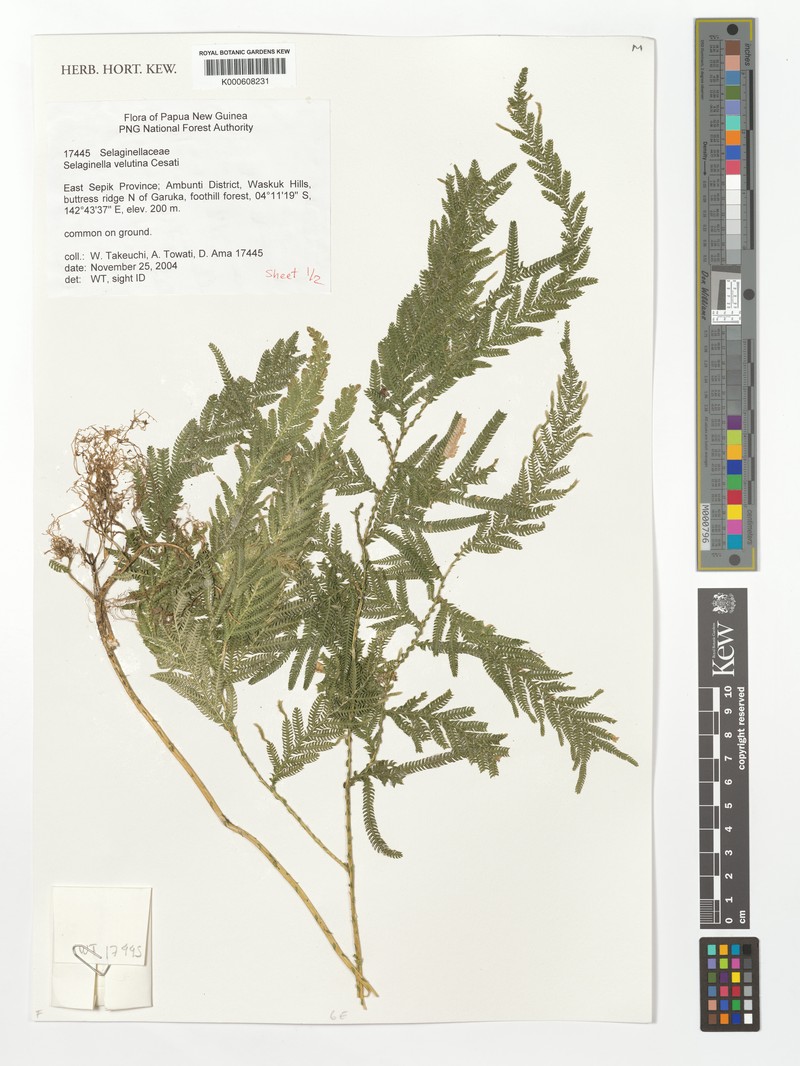 Selaginella smithiorum photo 4